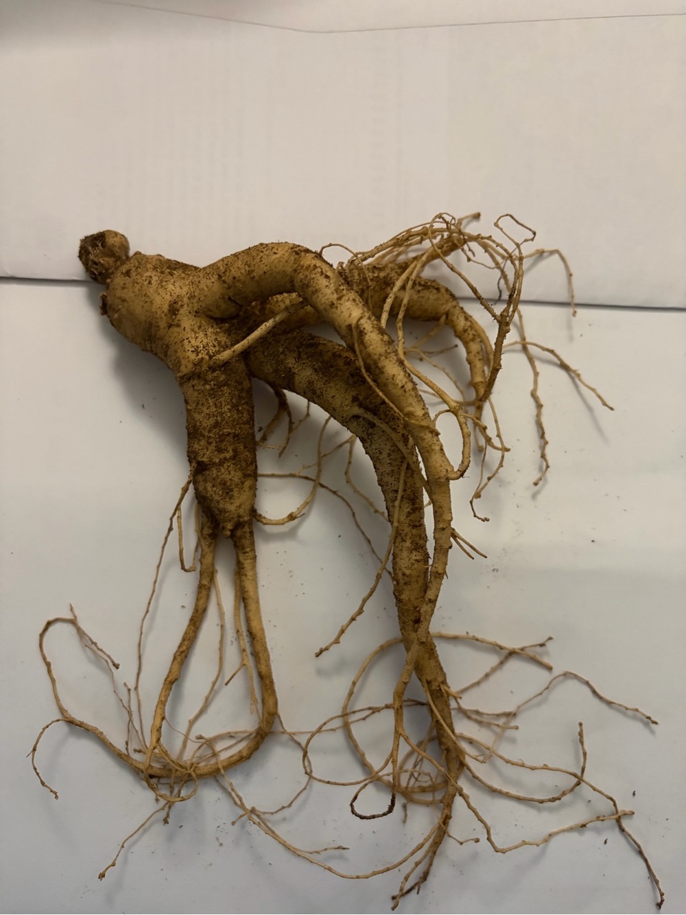Fresh Wild American Ginseng From 5+ Year Old Plant Root Weighs 1 Ounce (28.48Gr)